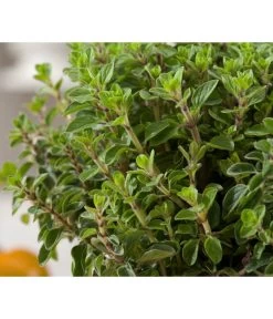 Bio Oregano -Freien Garten Geschäft 8002081 WE DE 001 BioOreganoBioOreganum