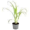 Dehner Gourmet Garten Zitronengras -Freien Garten Geschäft 8002495 WE FS 001 GourmetGartenZitronengrasT12