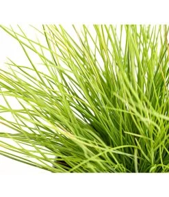 Goldschwingel 'Amigold' -Freien Garten Geschäft 8010951 WE DE 001 BlauschwingelFestucaGoldenToupeT11DehnerExpressHerzig