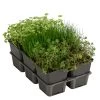 Wasserpflanzen-Set Sauerstoff, Verschiedene Sorten, 6er-Schale 2 Wasserpflanzen-Set Sauerstoff, Verschiedene Sorten, 6er-Schale -Freien Garten Geschäft 8048225 WE FS 001 WasserpflanzenSauerstoffSet6er