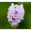 Lavendel 'Little Lottie' -Freien Garten Geschäft 8094469 PR DE 001 DownderryLittleLottieHelixOnline