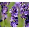 Duftlavendel, 6er-Schale -Freien Garten Geschäft 8094542 PR DE 001 DownderryMissDawnderryHelix