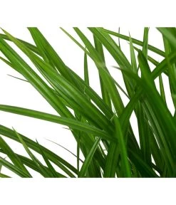 Garten-Segge 'Green Wonder' -Freien Garten Geschäft 8095119 WE DE 003 CarexOshimensisGreenWonderZiergrasT19