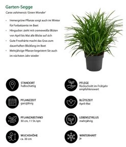 Garten-Segge 'Green Wonder' -Freien Garten Geschäft 8095119 WE IG 001 GartenSegge