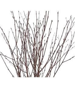 Birkenzweige-Bund, Ca. 70 Cm -Freien Garten Geschäft 8148819 PR DE 001 BirkenzweigeNaturKurzBundDehnerExpressHerzig 2