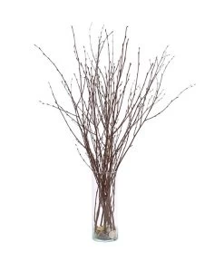 Birkenzweige-Bund, Ca. 70 Cm -Freien Garten Geschäft 8148819 PR FS 002 BirkenzweigeNaturKurzBundDehnerExpressHerzig