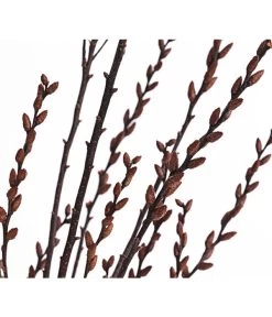 Sumpfkätzchen-Bund, Ca. 80-100 Cm 9 Sumpfkätzchen-Bund, Ca. 80-100 Cm -Freien Garten Geschäft 8149254 PR DE 001 SumpfkaetzchenBundNaturDehnerExpressHerzig