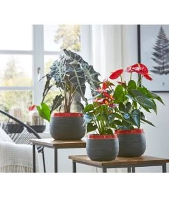 Große Flamingoblume - Anthurium Andreanum 'Adios', Verschiedene Sorten -Freien Garten Geschäft 8201253 8736266 8203408 PR MO 003 Anthurien02GC18