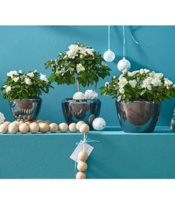 Zimmerazalee - Rhododendron Simsii, Busch 20 Zimmerazalee - Rhododendron Simsii, Busch -Freien Garten Geschäft 8205148 8205171 8205379 82005148 PR MO 020 AzaleenAzaleaT12UveSauer