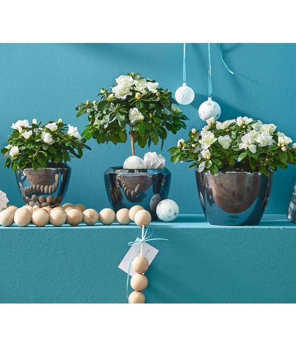 Zimmerazalee - Rhododendron Simsii, Busch 9 Zimmerazalee - Rhododendron Simsii, Busch – Bild 7