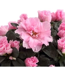 Zimmerazalee - Rhododendron Simsii -Freien Garten Geschäft 8205163 PR DE 002 AzaleeRosaDehnerExpressHerzig