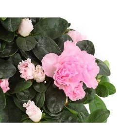 Zimmerazalee - Rhododendron Simsii -Freien Garten Geschäft 8205163 WE DE 001 AzaleeAzaleaRosaT12DehnerExpressHerzig