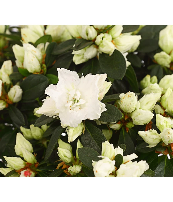 Zimmerazalee - Rhododendron Simsii, Busch 14 Zimmerazalee - Rhododendron Simsii, Busch – Bild 12