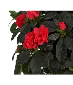 Zimmerazalee - Rhododendron Simsii, Busch 23 Zimmerazalee - Rhododendron Simsii, Busch -Freien Garten Geschäft 8205379 WE DE 003 AzaleeAzaleaBuschMixT14DehnerExpressHerzigOW