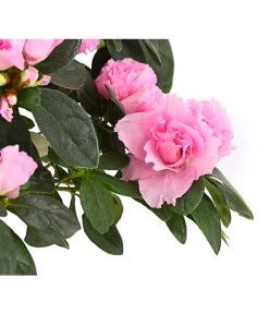 Zimmerazalee - Rhododendron Simsii, Busch 24 Zimmerazalee - Rhododendron Simsii, Busch -Freien Garten Geschäft 8205379 WE DE 004 AzaleeAzaleaBuschMixT14DehnerExpressHerzigOW