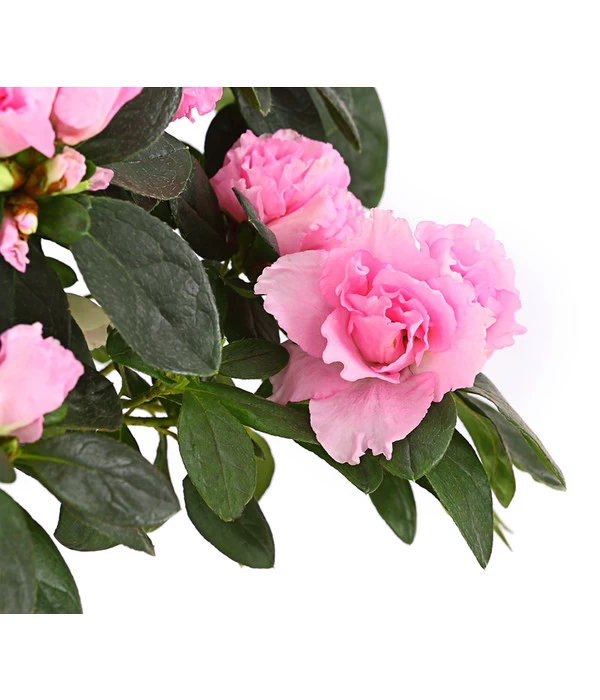 Zimmerazalee - Rhododendron Simsii, Busch 13 Zimmerazalee - Rhododendron Simsii, Busch – Bild 11