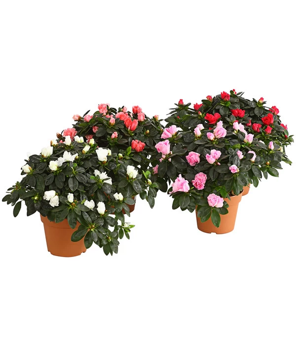 Zimmerazalee - Rhododendron Simsii, Busch 3 Zimmerazalee - Rhododendron Simsii, Busch