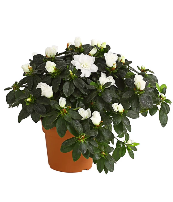 Zimmerazalee - Rhododendron Simsii, Busch 4 Zimmerazalee - Rhododendron Simsii, Busch – Bild 2