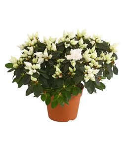 Zimmerazalee - Rhododendron Simsii, Busch 19 Zimmerazalee - Rhododendron Simsii, Busch -Freien Garten Geschäft 8205379 WE FS 001 AzaleeAzaleaBuschT14DehnerExpressHerzigOW