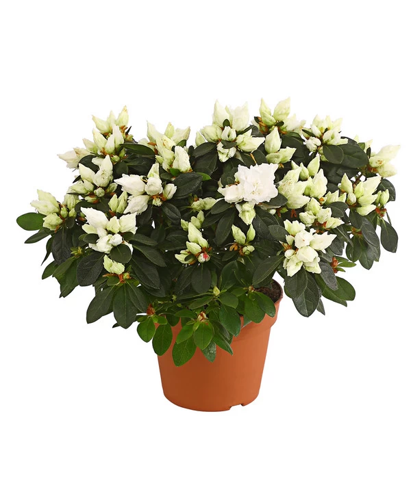 Zimmerazalee - Rhododendron Simsii, Busch 8 Zimmerazalee - Rhododendron Simsii, Busch – Bild 6