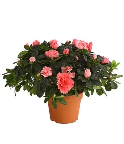 Zimmerazalee - Rhododendron Simsii, Busch 16 Zimmerazalee - Rhododendron Simsii, Busch -Freien Garten Geschäft 8205379 we FS 002 AzaleeAzaleaBuschMixT14DehnerExpressHerzigOW