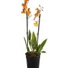 Oncidium-Orchidee - Oncidium Zappi -Freien Garten Geschäft 8215451 PR FS 001 OncidiumZappiDehnerExpressHerzig