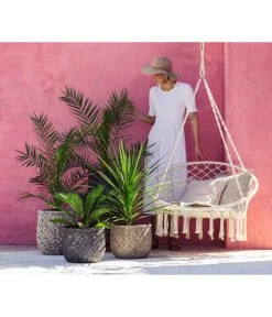 XXL Kanarische Dattelpalme, Ca. 140-160 Cm 9 XXL Kanarische Dattelpalme, Ca. 140-160 Cm -Freien Garten Geschäft 8216277 WE MO 001 DracaenaIndivisiaT20