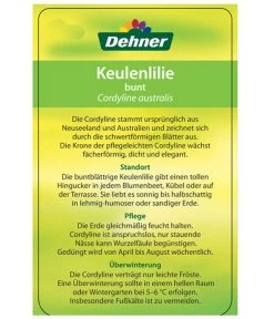 Keulenlilie - Cordyline Australis Variegata -Freien Garten Geschäft 8216368 CorylineBuntEtikett2