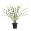Keulenlilie - Cordyline Australis Variegata -Freien Garten Geschäft 8216368 PR FS 001 KeulenlilieCordylineAustralisVariegataT17ExpressHerzig