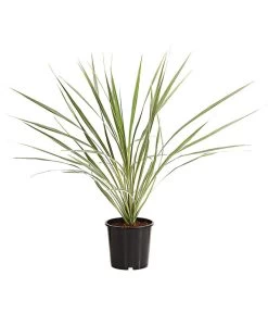 Keulenlilie - Cordyline Australis Variegata