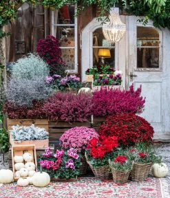 Knospenheide 'Hilda®' -Freien Garten Geschäft 8217481 WE MO 001 AlpenveilchenRot Herbststory