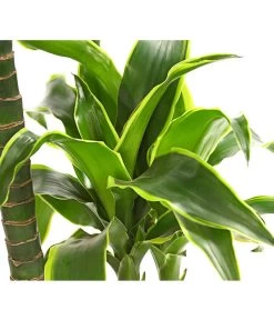 Drachenbaum - Dracaena Deremensis 'Dorado' -Freien Garten Geschäft 8221707 WE DE 001 DrachenbaumDracaenaDeremensis2erTuffT19OWDehnerExpressHerzig