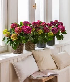 Dehner Jute-Korb Selin, Rund, Schwarz -Freien Garten Geschäft 8234429 4439196 4439204 4439212 WE MO 001 HortensieLila