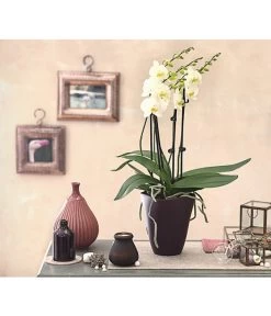 Schmetterlingsorchidee - Phalaenopsis Cultivars 'Multiflora' -Freien Garten Geschäft 8236242 PR MO 001 Phalaenopsis5 6TrieberDehnerExpressHerzig