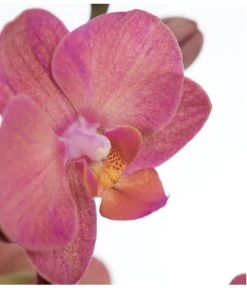 Schmetterlingsorchidee - Phalaenopsis Cultivars -Freien Garten Geschäft 8251555 PR DE 002 Phalaenopsis3TrieberSortenmixT12SchmetterlingsorchideeDehnerExpressZS