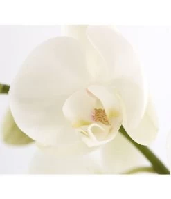 Schmetterlingsorchidee - Phalaenopsis Cultivars, Verschiedene Sorten -Freien Garten Geschäft 8251555 PR DE 003 Phalaenopsis3TrieberSortenmixT12SchmetterlingsorchideeDehnerExpressZS