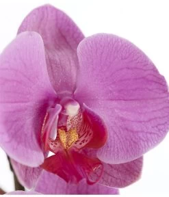 Schmetterlingsorchidee - Phalaenopsis Cultivars, Verschiedene Sorten -Freien Garten Geschäft 8251555 PR DE 004 Phalaenopsis3TrieberSortenmixT12SchmetterlingsorchideeDehnerExpressZS 1