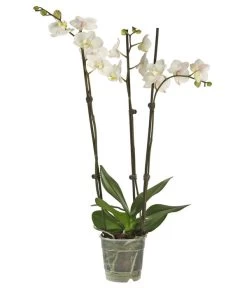 Schmetterlingsorchidee - Phalaenopsis Cultivars, Verschiedene Sorten -Freien Garten Geschäft 8251555 PR FS 001 SchmetterlingsorchideePhalaenopsis3TrMixDehner