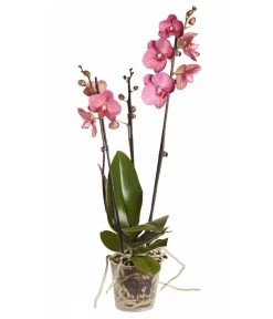 Schmetterlingsorchidee - Phalaenopsis Cultivars -Freien Garten Geschäft 8251555 PR FS 002 Phalaenopsis3TrieberSortenmixT12SchmetterlingsorchideeDehnerExpressZS