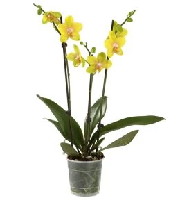 Schmetterlingsorchidee - Phalaenopsis Cultivars, Verschiedene Sorten -Freien Garten Geschäft 8251555 PR FS 002 SchmetterlingsorchideePhalaenopsis3TrMixDehner
