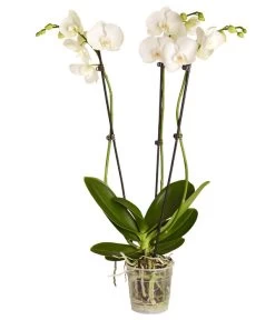 Schmetterlingsorchidee - Phalaenopsis Cultivars, Verschiedene Sorten -Freien Garten Geschäft 8251555 PR FS 003 Phalaenopsis3TrieberSortenmixT12SchmetterlingsorchideeDehnerExpressZS