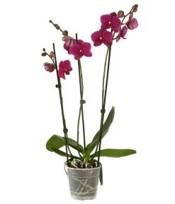Schmetterlingsorchidee - Phalaenopsis Cultivars, Verschiedene Sorten -Freien Garten Geschäft 8251555 PR FS 003 SchmetterlingsorchideePhalaenopsis3TrMixDehner