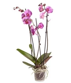 Schmetterlingsorchidee - Phalaenopsis Cultivars -Freien Garten Geschäft 8251555 PR FS 004 Phalaenopsis3TrieberSortenmixT12SchmetterlingsorchideeDehnerExpressZS