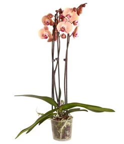 Schmetterlingsorchidee - Phalaenopsis Cultivars, Verschiedene Sorten -Freien Garten Geschäft 8251555 PR FS 005 Phalaenopsis3TrieberSortenmixT12SchmetterlingsorchideeDehnerExpressZS