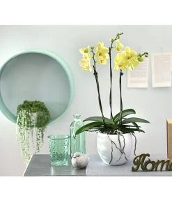 Schmetterlingsorchidee - Phalaenopsis Cultivars, Verschiedene Sorten -Freien Garten Geschäft 8251555 PR MO 002 SchmetterlingsorchideePhalaenopsisDehnerExpressHerzig