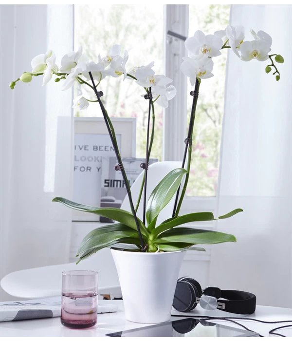 Schmetterlingsorchidee - Phalaenopsis Cultivars, Verschiedene Sorten – Bild 15