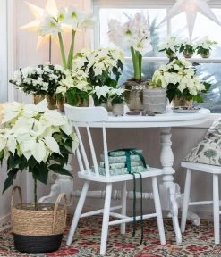 Weihnachtsstern - Euphorbia Pulcherrima, Stämmchen -Freien Garten Geschäft 8260267 WE MO 001 WeihnachtsblueherEuphorbiaPulcherrima