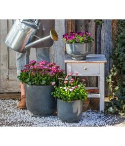 Gänseblümchen 'Erdbeersahne', Gefüllt -Freien Garten Geschäft 8261331 8809857 WE MO 001 PrimelVictorianaGaensebluemchenErdbeersahne