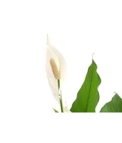 Einblatt - Spathiphyllum Wallisii 'Sebastian' -Freien Garten Geschäft 8276057 PR DE 001 EinblattSpathiphyllumWallisiiT24DehnerExpressHerzig
