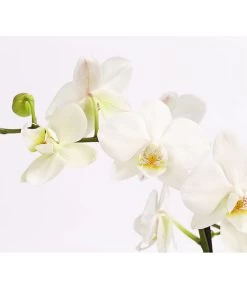 Schmetterlingsorchidee - Phalaenopsis Cultivars 'Multiflora' -Freien Garten Geschäft 8284135 PR DE 001 SchmetterlingsorchideePhalaenopsisMultiflora3TrieberWeiss 1